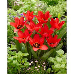 Tulip Job's Memory - large pack! - 50 pcs