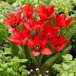 Tulip Job's Memory - large pack! - 50 pcs