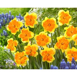 Kongresový narcis - veľké balenie! - 50 ks