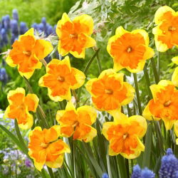 Kongresový narcis - veľké balenie! - 50 ks