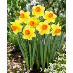 Monalni narcis - 5 kom