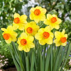 Monalni narcis - 5 kom