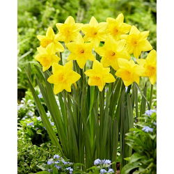 Pentewan daffodil - large pack! - 50 pcs