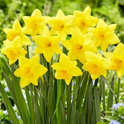 Pentewan daffodil - large pack! - 50 pcs