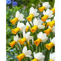 Narciso de vals de invierno - ¡paquete grande! - 50 pcs