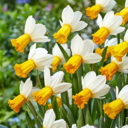 Narciso de vals de invierno - ¡paquete grande! - 50 pcs
