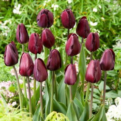 Tulipán Black Bean - 5 ks