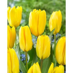 Tulip Candela - large pack! - 50 pcs