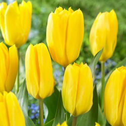 Tulip Candela - large pack! - 50 pcs