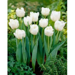 Tulip Mondial - 5 pcs