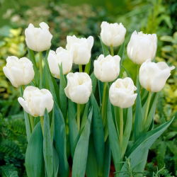 Tulpe Mondial - 5 Stück