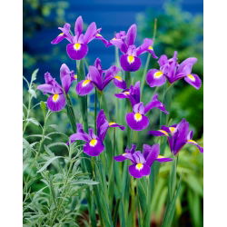 Hollandse iris - Professor Blaauw - 10 stuks - 