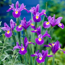 Hollandse iris - Professor Blaauw - 10 stuks - 