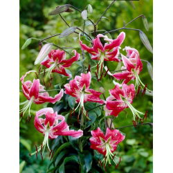 Black Beauty lily - liels iepakojums! - 10 gab.