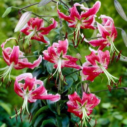 Black Beauty lily - liels iepakojums! - 10 gab.