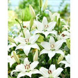 Lily - Svetlý diamant