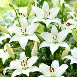 Lily - Svetlý diamant