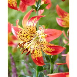 Lily - Fusion