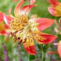 Lily - Fusion