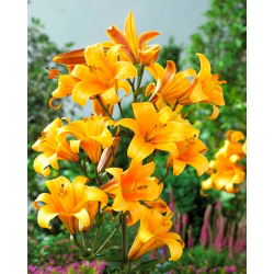 Orange Planet trombitaliliom - nagy csomag! - 10 db.