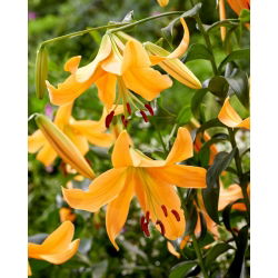 Tree lily - Orange Space - large pack! - 10 pcs