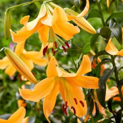 Tree lily - Orange Space - large pack! - 10 pcs