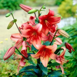 Lily - Pearl Loraine - 