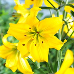 Lily - Pearl Melanie - 
