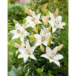Lily - Snowdon