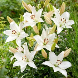 Lily - Snowdon