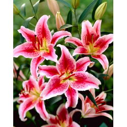 Lily - Star Gazer - orientální, pachn¹ca