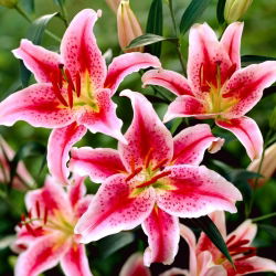 Lily - Star Gazer - orientální, pachn¹ca
