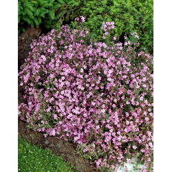 Rock soapwort, Tumbling Ted - 450 seeds