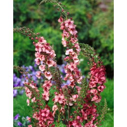 Mitmeaastased rätsepatsi segud seemned - Verbascum sp. - 700 seemnet