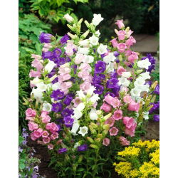Canterbury Bells - Mixed - Campanula medium - Charming Bell-Shaped Blooms - Fresh Seeds