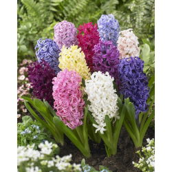 Hyacinthus Mix - 3 bulbi de zambila mix - Hyacinthus orientalis
