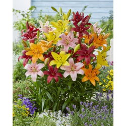 Lily mix - 30 ks - 