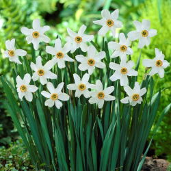Set 5 – Poet’s daffodil Recurvus – 25 pcs; poet's narcissus, nargis, pheasant's eye, findern flower, pinkster lily