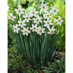Set 5 – Poet’s daffodil Recurvus – 25 pcs; poet's narcissus, nargis, pheasant's eye, findern flower, pinkster lily