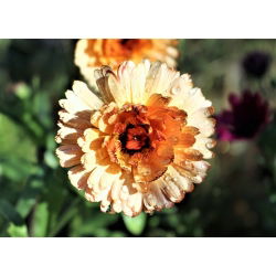 Невен "Сънсет Бъф" - Calendula officinalis - семена