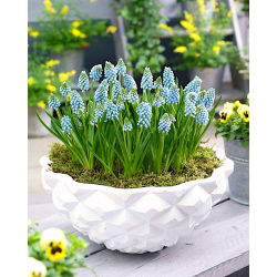 Üzüm sümbül Aqua Magic - 10 adet - Muscari
