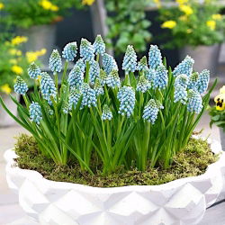 Üzüm sümbül Aqua Magic - 10 adet - Muscari