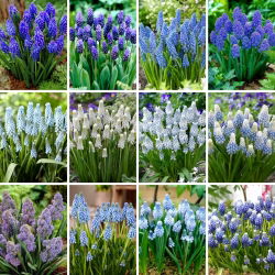 Juego XXL - 240 bulbos de jacinto de uva - una selección de las 12 variedades más fascinantes