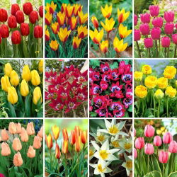 Set extra-large - 60 bulbi di tulipano - una selezione delle 12 varietà più intriganti