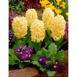 Rytinis hiacintas - City of Haarlem - pakuotėje yra 3 vnt -  Hyacinthus orientalis