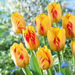 Tulip Olympic Flame - 5 buah - 