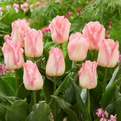 Tulip Pink Dream - 5 st