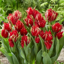 Tulip Red Spider - 5 pcs