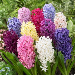 Hyacinthus Mix - 3 bulbi de zambila mix - Hyacinthus orientalis