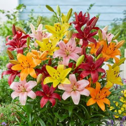 Lirios - mix - Lilium